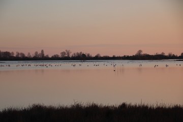 PAESAGGIO INVERNALE CON FENICOTTERI