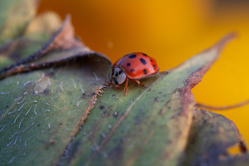 Macro of ladybug on a blade of grass