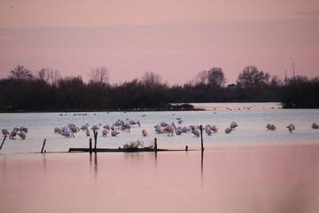 PAESAGGIO INVERNALE CON FENICOTTERI