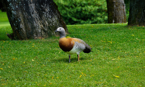 Patagonian upland goose