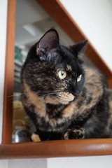 カウンターに伏せているサビ猫