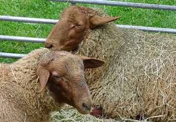 Fototapeta premium Schafe in der Box auf einer Ausstellung