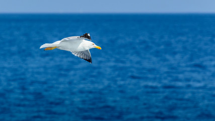 Fototapeta na wymiar White seagull flies on a sunny day over the blue sea.