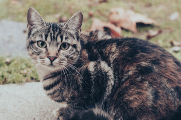 Gato callejero