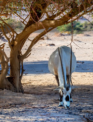  Antelope Arabian white oryx (Oryx dammah) inhabits native environments of Sahara desert, recently...