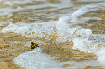 A snail crawls along the sandstone on the seashore, small waves.