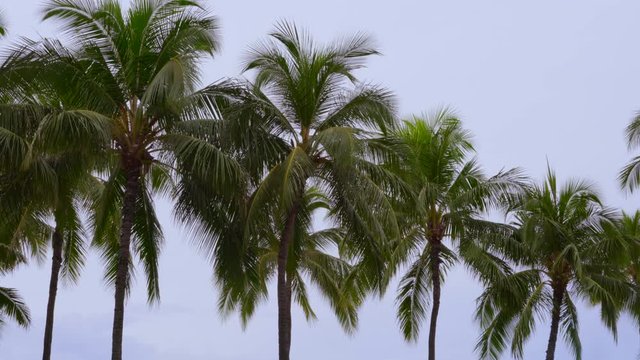 Calm palm tree branches sway from gentle breeze overcast day in tropics