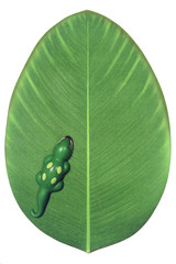 top view of a large leaf, the object has a green lizard toy on it