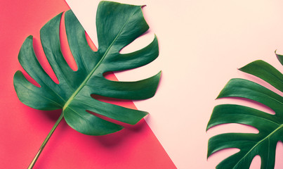 Beautiful monstera leaves (leaf) on colorful for decorating composition design background © hakinmhan