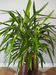 Palm tree Yucca Elefantis at home.