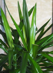 Palm tree Yucca Elefantis at home.