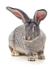 Obraz premium One grey rabbit.