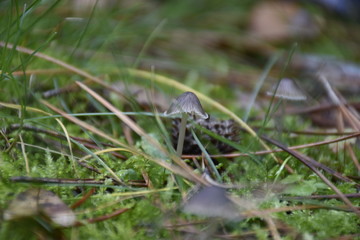 mushroom in the grass