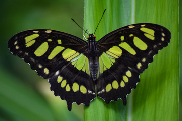Green and Black Malachite Butterfly, Close-Up