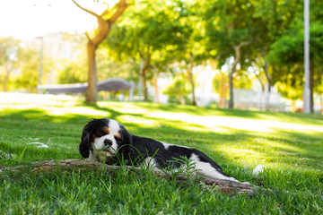 adorable King Charles Cavalier lay on a green grass in sunny spring time park peaceful bright outdoor natural environment