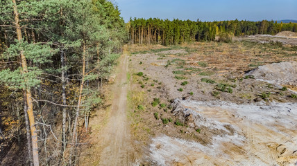 Destroyed forest