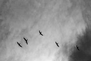 Silhouettes of Great Cormorants flying in the sky, black and white image with dramatic contrast of puffy clouds. Dark moody impression. Photograph from valleys near river Maritsa, Bulgaria