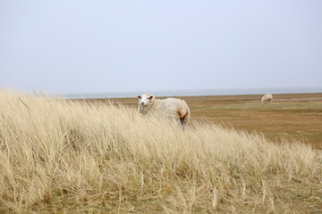 Schafe auf einer Insel in der Landschaft