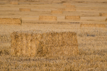 Fototapeta premium AGRICULTURE - Straw bales in the field