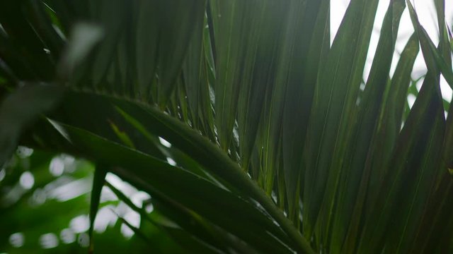 Wet palm tree branch blows in the wind from tropical storm