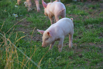 Glückliche Ferkel