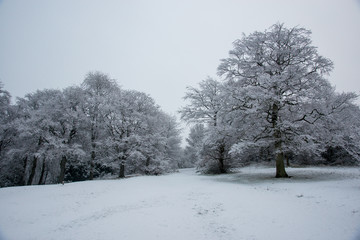 Wakefield Park in the Snow