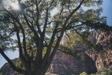 tree in autumn in Zion National Park