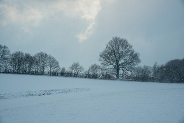 Winter Landscape
