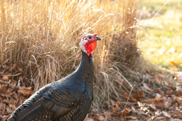 The head and neck of a wild turkey jake in front of grasses on a sunny day.