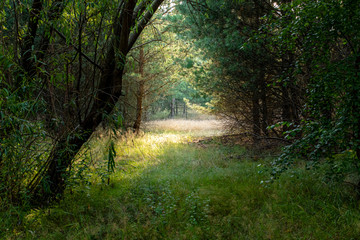 path in the forest
