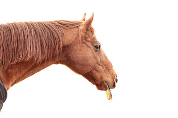 Obraz premium A chestnut horse's head with a cob of corn in his mouth and a white background.