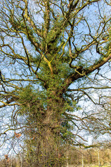 tree in autumn