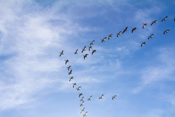 Flock of Snow Geese in V-Formation over Galveston Wetland of Coastal Texas