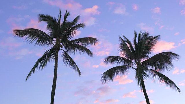 Two palm trees with pink clouds and blue sky at sunrise