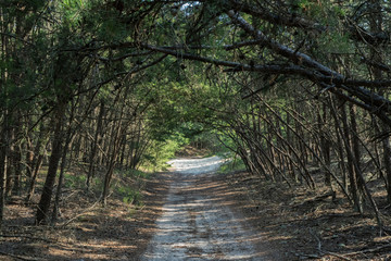 path in the forest