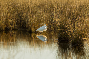 Great Egret feeding in estuary area of Galveston Grasslands in Coastal Texas..