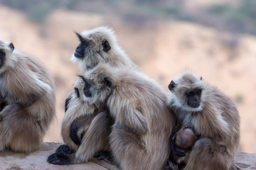 Monkeys at Savitri Mata Temple, Pushkar