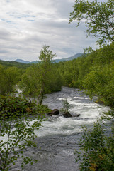 Fototapeta na wymiar whitw water river through green forest