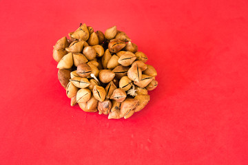 Ayoyotes Con Hueso De Fraile, pre-Hispanic dance instrument in Mexico