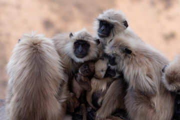 Obraz premium Monkeys at Savitri Mata Temple, Pushkar