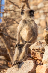 Monkeys at Savitri Mata Temple, Pushkar