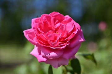 A rose flower in the park