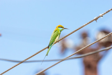 Green bee-eater (Merops orientalis)