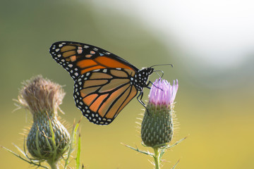 Fototapeta na wymiar Butterfly 2019-178 / Monarch butterfly (Danaus plexippus) 