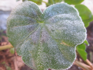 green leaf with hoarfrost
