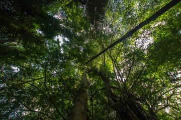 Kathu Waterfall in the tropical forest area In Asia, suitable for walks, nature walks and hiking, adventure photography Of the national park Phuket Thailand,Suitable for travel and leisure.