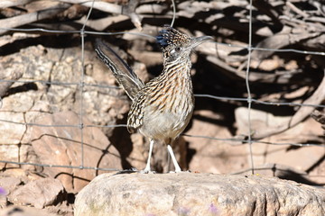 Greater Roadrunner