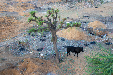 Sunrise Hot Air Balloon, Jaipur
