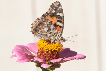 Butterfly 2019-180 / Painted Lady - Vanessa Cardui