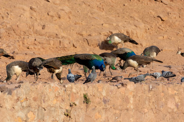 Ranthambore Fort, India